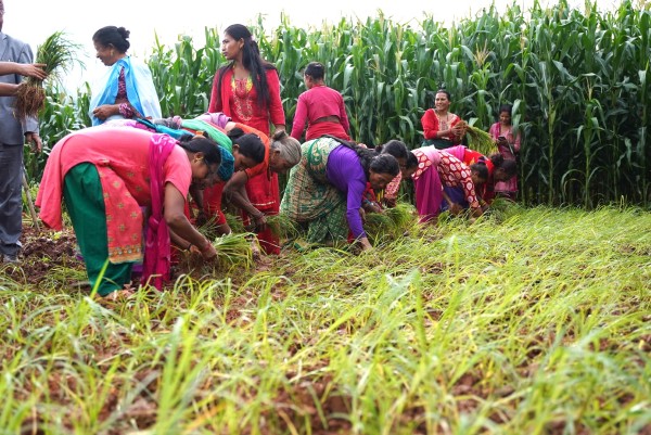 १३३ पालिका कोदो खेतीमा, तर मण्डन देउपुर बाहेकलाई लागेन उत्सव 